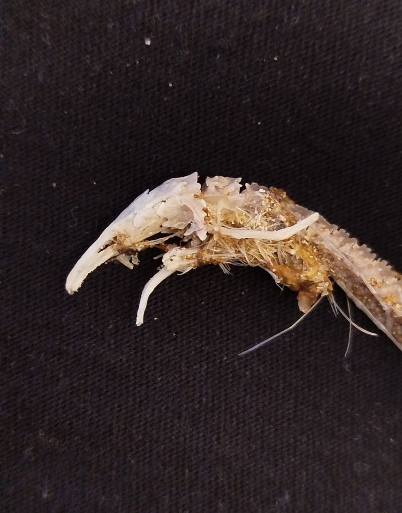 Identificazione scheletro